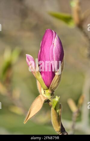 Wunderschöne Makroansicht von ungeöffneten rosa chinesischen Untertassen Magnolia (Magnolia soulangeana) Baumblüten Knospen auf dem Universitätscampus in Dublin, Irland Stockfoto