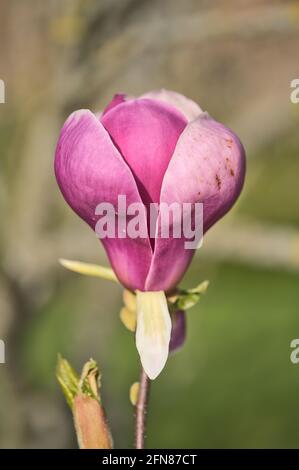 Wunderschöne Makroansicht von ungeöffneten rosa chinesischen Untertassen Magnolia (Magnolia soulangeana) Baumblüten Knospen auf dem Universitätscampus in Dublin, Irland Stockfoto