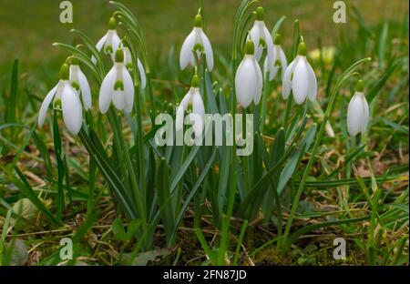 Weiße und zarte Schneeglöpfenblüte im frühen Frühjahr, selektiver Fokus. Stockfoto
