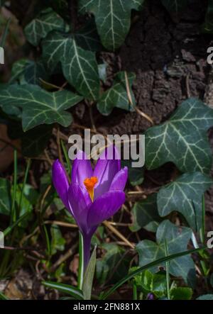Blühende violette Krokusblüten, erste Frühlingsblüten im Wald Stockfoto
