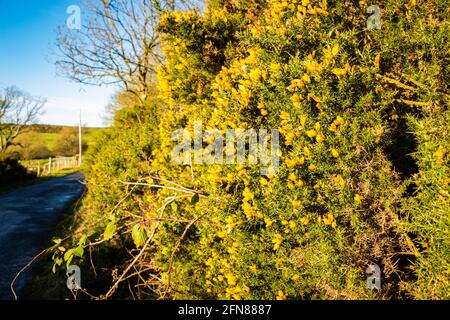 Gelbe Blüten auf einem gewöhnlichen Ginsterbusch neben einer Straße In der schottischen Wintersonne Stockfoto