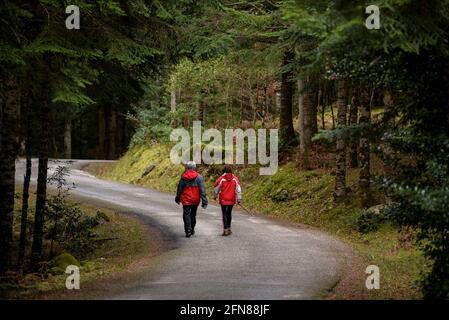 Wandern auf der Straße des Baricauba-Waldes (Aran-Tal, Katalonien, Spanien, Pyrenäen) ESP: Recorriendo la carretera del bosque de Baricauba (España) Stockfoto