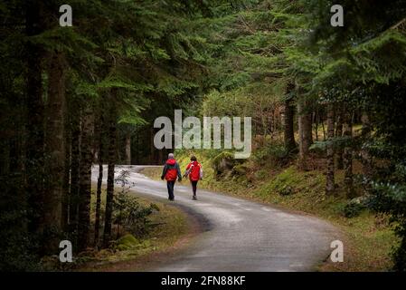 Wandern auf der Straße des Baricauba-Waldes (Aran-Tal, Katalonien, Spanien, Pyrenäen) ESP: Recorriendo la carretera del bosque de Baricauba (España) Stockfoto