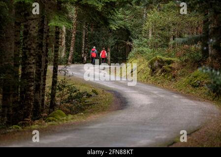 Wandern auf der Straße des Baricauba-Waldes (Aran-Tal, Katalonien, Spanien, Pyrenäen) ESP: Recorriendo la carretera del bosque de Baricauba (España) Stockfoto