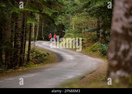 Wandern auf der Straße des Baricauba-Waldes (Aran-Tal, Katalonien, Spanien, Pyrenäen) ESP: Recorriendo la carretera del bosque de Baricauba (España) Stockfoto