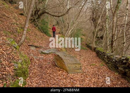 Spaziergang durch den Buchenwald von Carlac vom Dorf Bausen (Aran-Tal, Katalonien, Spanien, Pyrenäen) ESP: Paseo por el bosque-hayedo de Carlac Stockfoto