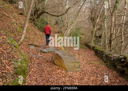 Spaziergang durch den Buchenwald von Carlac vom Dorf Bausen (Aran-Tal, Katalonien, Spanien, Pyrenäen) ESP: Paseo por el bosque-hayedo de Carlac Stockfoto