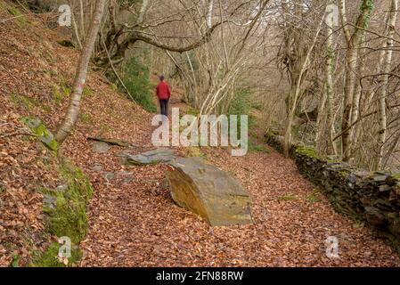 Spaziergang durch den Buchenwald von Carlac vom Dorf Bausen (Aran-Tal, Katalonien, Spanien, Pyrenäen) ESP: Paseo por el bosque-hayedo de Carlac Stockfoto