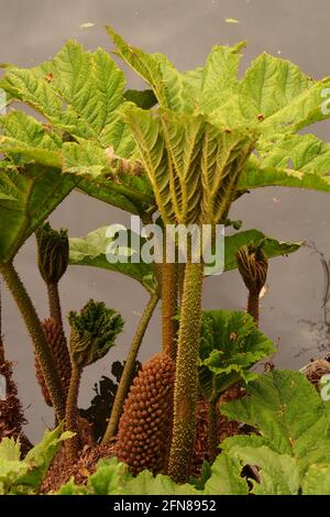 Ein Bild von Gunnera zeigt neues frisches Frühjahrswachstum mit Stachelige Stängel vor einem Hintergrund aus Wasser Stockfoto