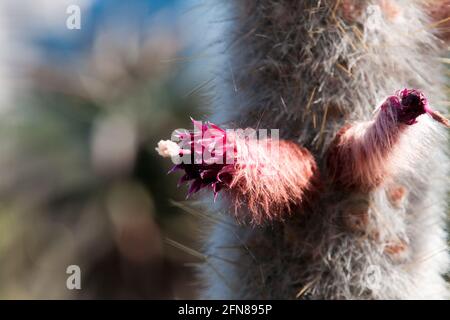 Sydney Australien, rosa Blume eines Cleistocactus strausii oder silberner Fackelkaktus aus Bolivien Stockfoto