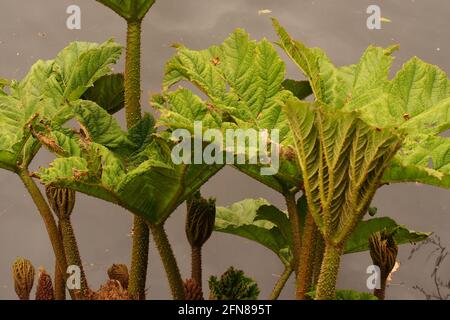 Ein Bild von Gunnera zeigt neues frisches Frühjahrswachstum mit Stachelige Stängel vor einem Hintergrund aus Wasser Stockfoto