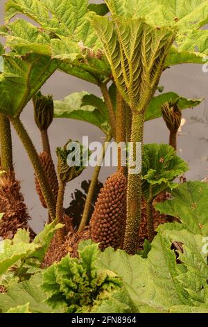 Ein Bild von Gunnera zeigt neues frisches Frühjahrswachstum mit Stachelige Stängel vor einem Hintergrund aus Wasser Stockfoto