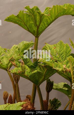 Ein Bild von Gunnera zeigt neues frisches Frühjahrswachstum mit Stachelige Stängel vor einem Hintergrund aus Wasser Stockfoto