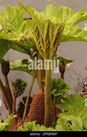 Ein Bild von Gunnera zeigt neues frisches Frühjahrswachstum mit Stachelige Stängel vor einem Hintergrund aus Wasser Stockfoto