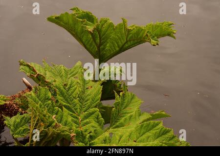 Ein Bild von Gunnera zeigt neues frisches Frühjahrswachstum mit Stachelige Stängel vor einem Hintergrund aus Wasser Stockfoto