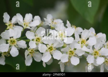 Prunus padus, Vogelkirsche, Hackberry Frühlingsblumen auf Ästen Nahaufnahme selektiver Fokus Stockfoto