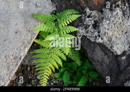 Grüne Farnpflanzen wachsen auf einem Stein und Stein mit Moosteppich im Wald. Stockfoto
