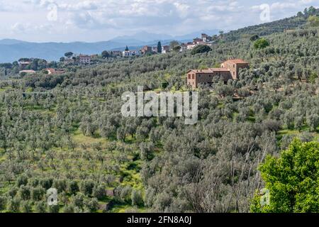 Schöne Landschaft mit weiten Olivenbäumen in Anchiano, Florenz, Italien, in der Nähe des Geburtshauses von Leonardo da Vinci Stockfoto