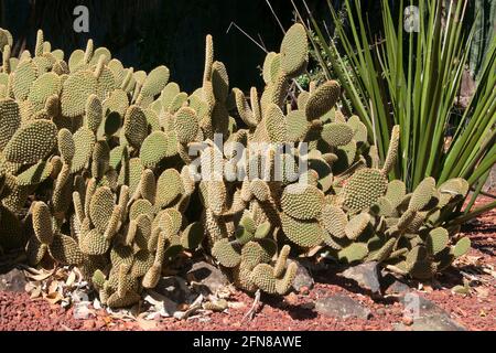 Sydney Australien, Klumpen von opuntia rufida Kaktus im Steingarten Stockfoto