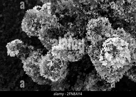 Graustufen-Aufnahme von Hortensia paniculata Blumen, die im Garten blühen Stockfoto