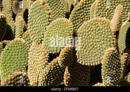 Sydney Australien, Nahaufnahme der Paddel eines opuntia rufida Kaktus Stockfoto