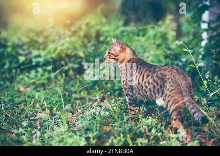 Hübsche bengalische Katzenjagd und Blick auf etwas im Wald. Tagsüber im Freien bei hellem Sonnenlicht. Tierleben auf Natur grünem Hintergrund. Stockfoto