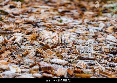Nahaufnahme von weißen, frostbedeckten Holzspänen im Winter Stockfoto