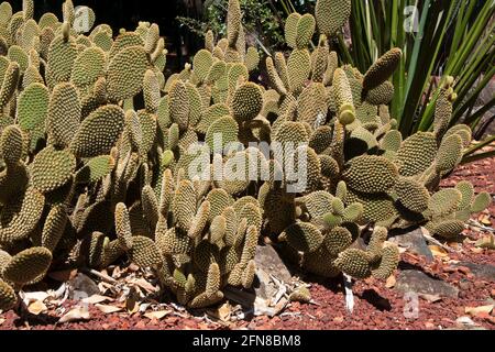Sydney Australien, Klumpen von opuntia rufida Kaktus mit neuem Wachstum im Steingarten Stockfoto