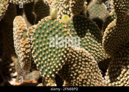 Sydney Australien, neues Wachstum auf dem Blatt eines opuntia rufida Kaktus Stockfoto