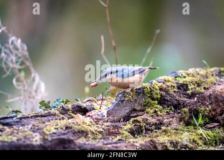 Ein Nuthatch nimmt eine Erdnuss auf, die für die Vögel übrig geblieben ist. Stockfoto