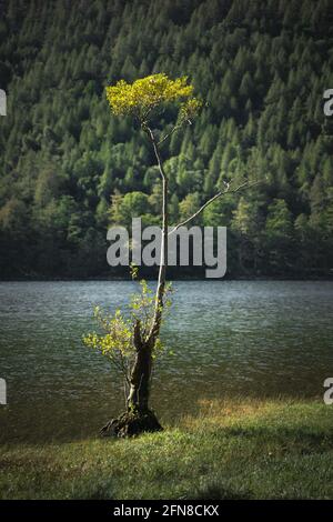 Einsamer Baum am Buttermere Lake im Lake District Cumbria UK Stockfoto