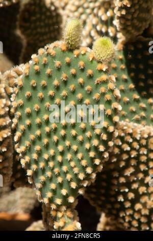 Sydney Australien, neues Wachstum auf dem Blatt eines opuntia rufida Kaktus Stockfoto