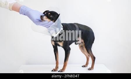 Tierarzt in weißem medizinischen Kleid und blauen Handschuhen streicheln klein Schwarzer Spielzeug-Terrier-Hund im medizinischen Tierkragen.ein verletzten Hund Wird im Veter behandelt Stockfoto