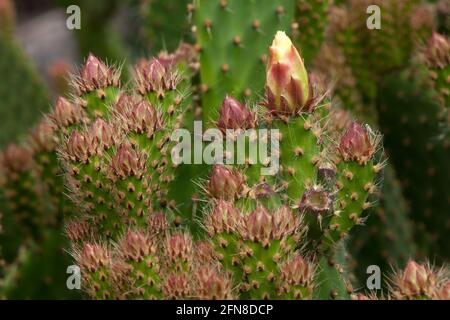 Sydney Australia, stachelige Birnenpaddel mit Blütenknospen Stockfoto