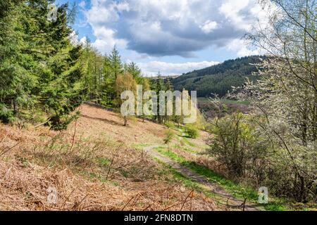 Fußweg in Thornielee Woods in den Scottish Borders, Großbritannien Stockfoto