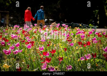 Braunschweig, Deutschland. Mai 2021. Ein Paar geht an einer blühenden Wiese im Theater Park vorbei. Quelle: Moritz Frankenberg/dpa/Alamy Live News Stockfoto