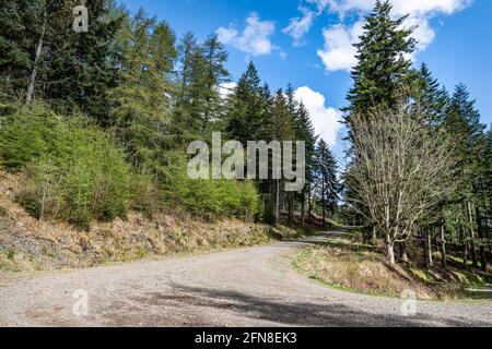 Loggers Track in in Thornielee Woods in the Scottish Borders, Vereinigtes Königreich Stockfoto