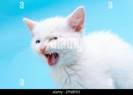 Kleines weißes Kätzchen mit geöffnetem Mund auf blauem Hintergrund. Stockfoto