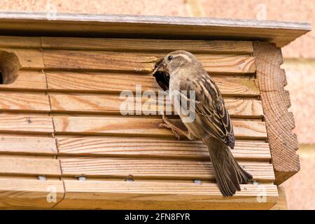 Haus Sparrow Passer domesticus Weibchen Vogel und Nistkasten in der Brutzeit. Sperling besucht Kasten mit Insekten usw., um die jungen Küken darin zu füttern Stockfoto