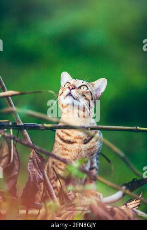 Hübsche bengalische Katzenjagd und Blick auf etwas im Wald. Tagsüber im Freien bei hellem Sonnenlicht. Tierleben auf Natur grünem Hintergrund. Stockfoto