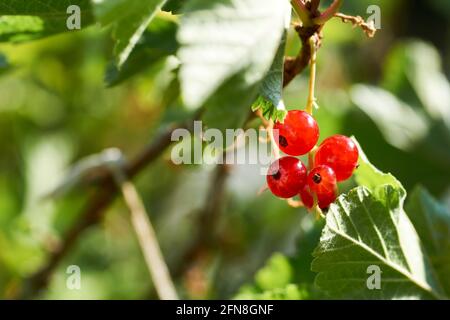 Reife rote Johannisbeeren aus der Nähe als Hintergrund Stockfoto