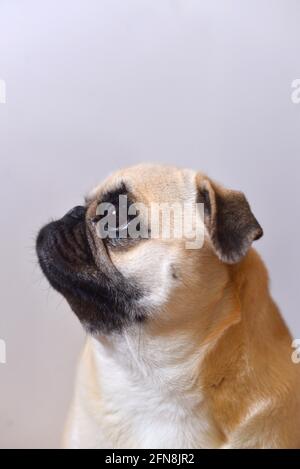 Portrait von Mops Hund auf weißem Hintergrund Stockfoto