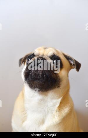 Portrait von Mops Hund auf weißem Hintergrund Stockfoto