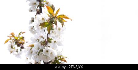 Weiße Frühlingsblumen auf Obstbaum im Garten, Kirschblüte isoliert auf weißem Hintergrund Stockfoto