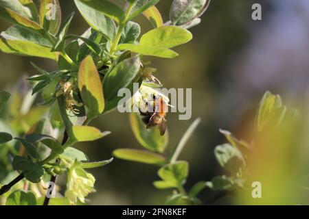 Hummel sitzt auf einer gelben Süßbeere Geißelblüte Stockfoto