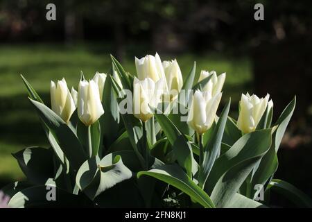 Weiße Tulpen wachsen in der Sonne mit einem Bokeh-Grün Hintergrund Stockfoto