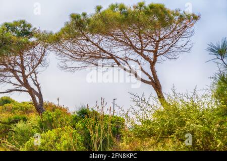 Landschaft mit schiefen, windgepeitschten Küstenkiefern und grünem Buschland Büsche an einem heißen blauen Himmel Stockfoto