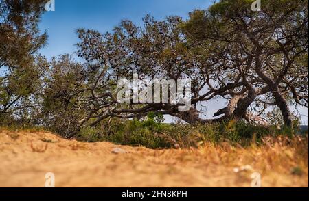 Knarrige alte Nadelbäume mit verworrenen, sich ausbreitenden Ästen auf dem Skyline einer Sanddüne mit grünen Sträuchern unten Stockfoto
