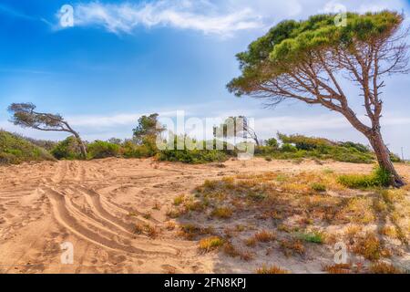 Reifenspuren und Fußabdrücke von Fahrzeugen auf einer Küstensanddüne Mit windgeblasenen Kiefern und niedrigen grünen Macchia Vegetation in einer malerischen Landschaft Stockfoto