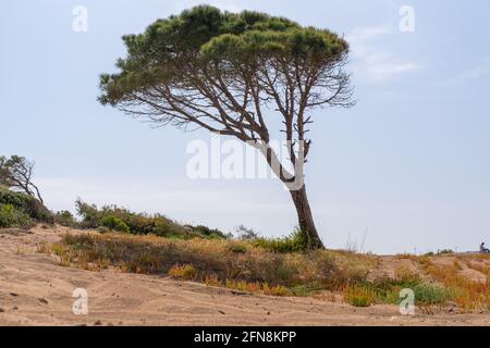 Wind geblasen Kiefer mit Stamm zur Seite gelehnt Auf einer Sanddüne mit spärlicher Buschvegetation gegen eine Sonniger blauer Himmel mit entfernter Person auf der sk Stockfoto